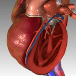 Koronavirus oštećuje srce