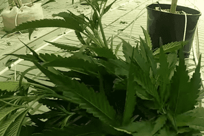 Nemačka Posle legalizacije, kanabis cveta