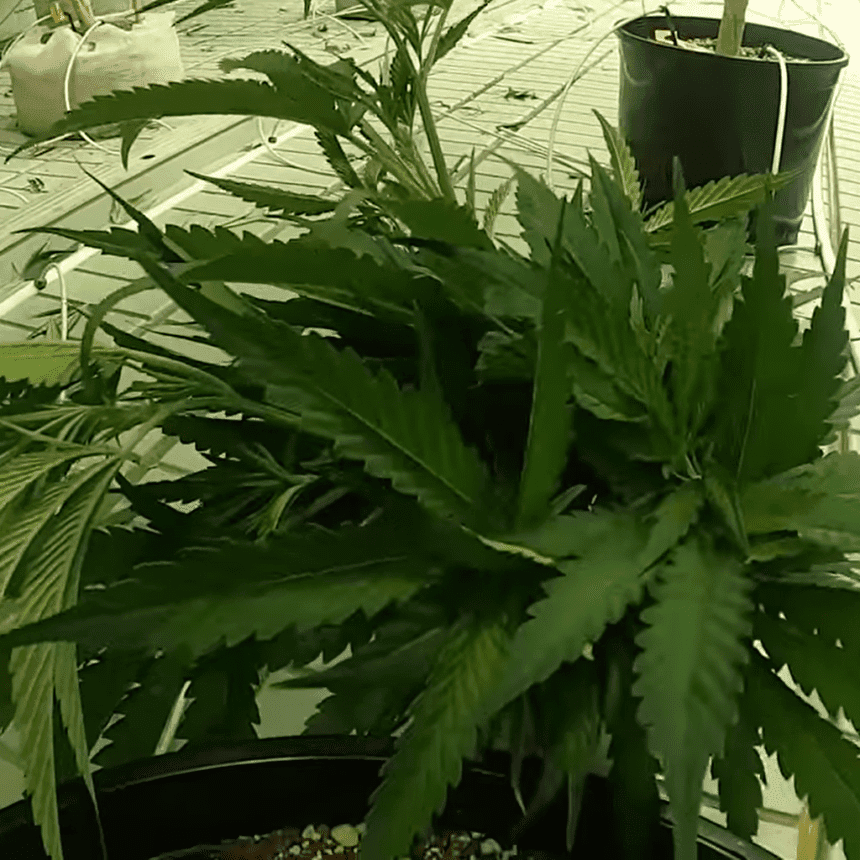 Nemačka Posle legalizacije, kanabis cveta