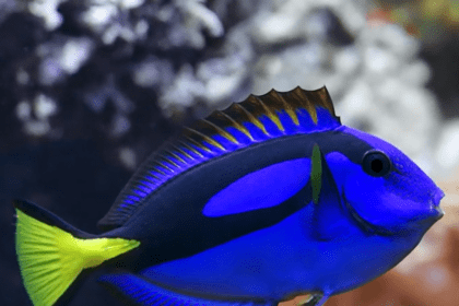 Raste broj riba otrovnica u Jadranu