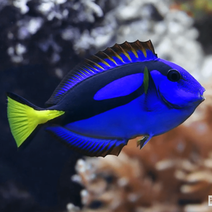 Raste broj riba otrovnica u Jadranu