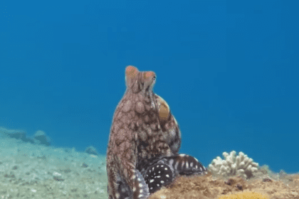 Hobotnice bi mogle zavladati svetom