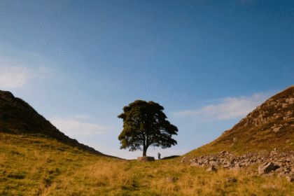 Uklanjanje čuvenog drveta u Ujedinjenom Kraljevstvu izazvalo ogorčenje javnosti – proglašeni krivci