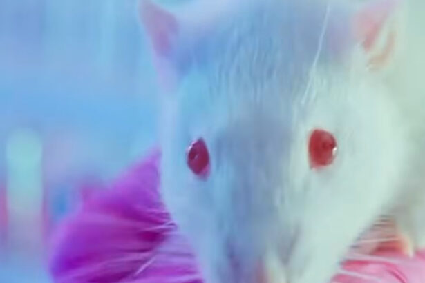 Plastika iz svakodnevnih proizvoda povezana sa prevremenim porođajima